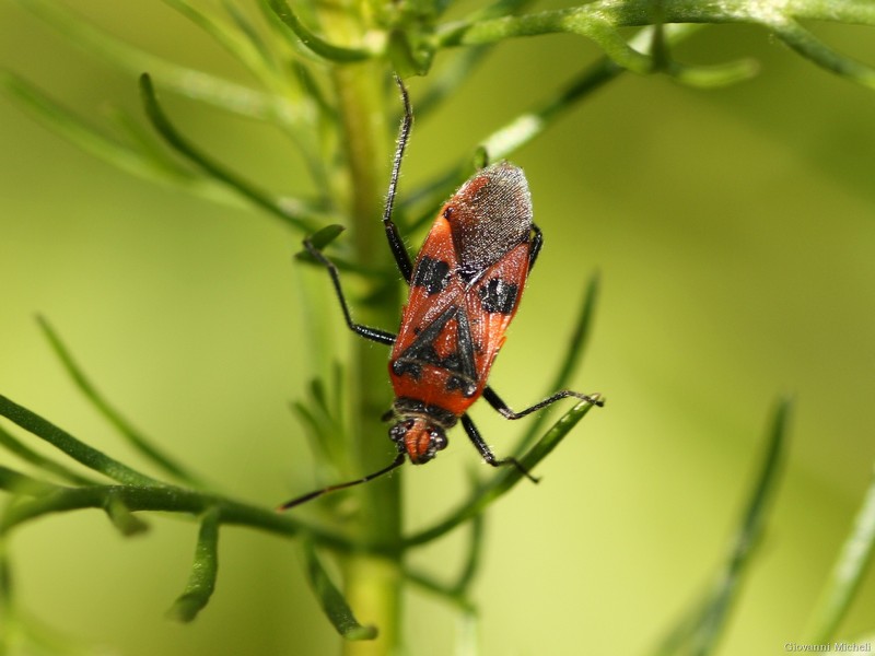 Lygaeidae (?) ......Rhopalidae: Corizus hyoscyami